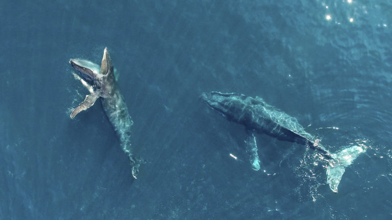 aerial view of two large whales in the blue waters of baja california