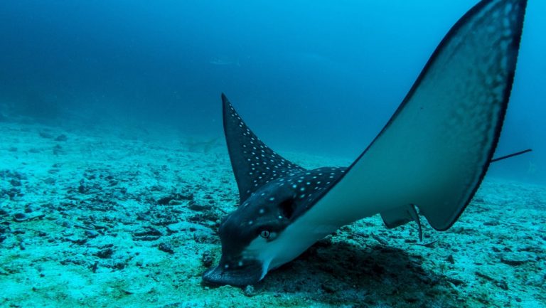 An underwater photo of a spotted eagle ray gliding through the clear teal ocean water, searching the ocean floor for food.