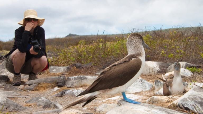 a woman with a hat crouches low to get a good look at the blue footed booby standing on rocks in front of her at the Galapagos islands