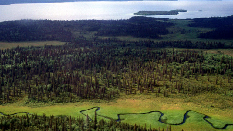 aerial view of a winding river going through the bright green valley surrounded by trees on both sides in katmai alaska