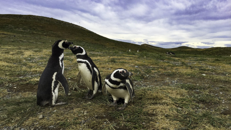 Three magellaic penguins on the grass in Patagonia