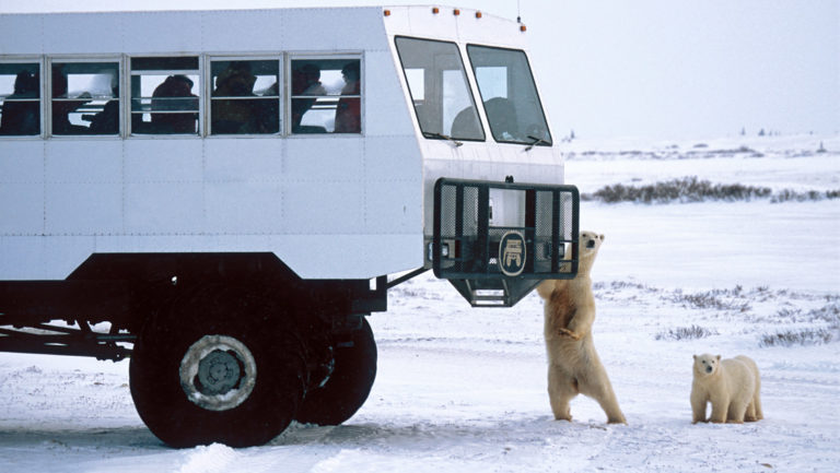 Polar rover vehicle with polar bears touching the bumper.