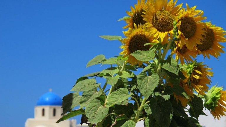 A bunch of growing sunflowers stand in a sunny day in front of a blue-topped building in Santorini, Greece.