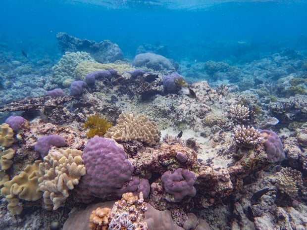 Colorful reef in Australia