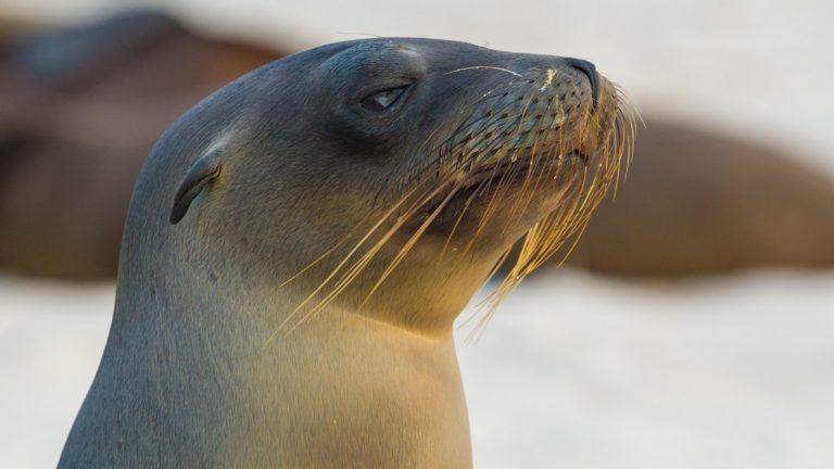 A warm colored, up-close wildlife portrait of a seal with long whiskers on a beach in the Galapagos Islands.