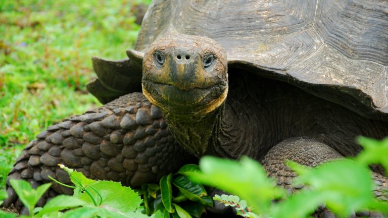 Galapagos tortoise seen on a land excursion from a small ship.