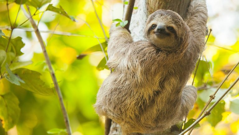 Sloth with gray fur hangs from a slim tree branch with bright green, sunlit leaves behind, seen in Costa Rica.