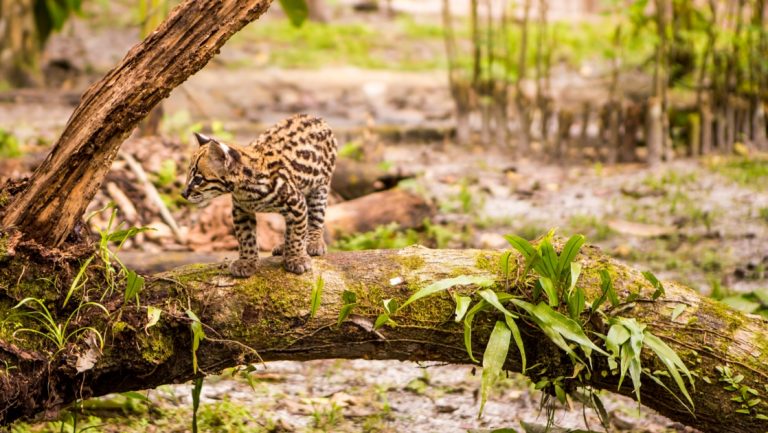Baby ocelot stands atop a fallen tree in the rainforest on a sunny day, seen during the Delfin II Amazon River Cruise.