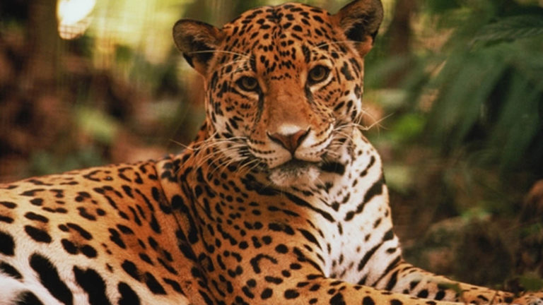amazon jaguar sitting peacefully looking at the camera at napo wildlife center