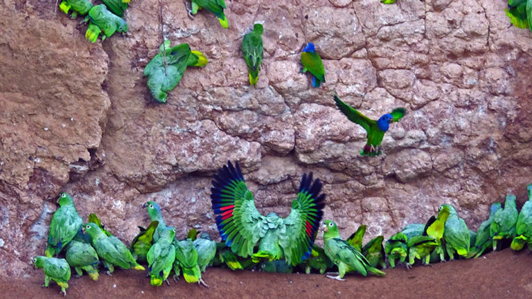 parrots gathering at a clay lick in the amazon at napo wildlife center