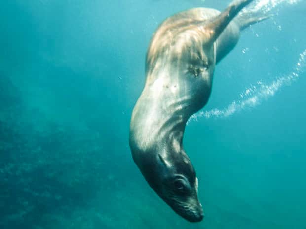 An underwater photo of a swimming sea lion, seen on a snorkel activity aboard a Galapagos small ship cruise.