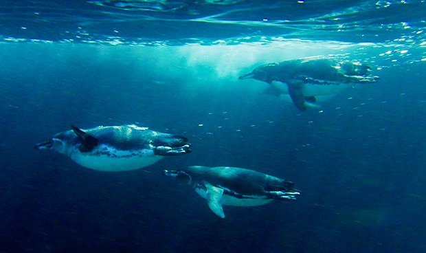 Galapagos penguins swimming in the ocean
