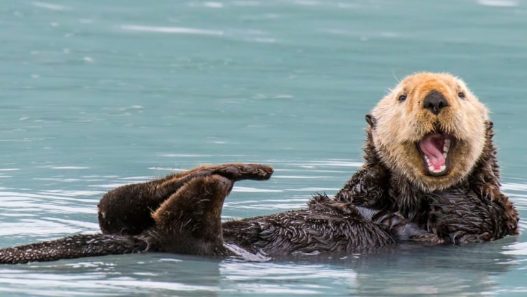 Sea otter with brown & tan fur lays on its back and laughs from milky turquoise water, seen while exploring Alaska's coastal wilderness.