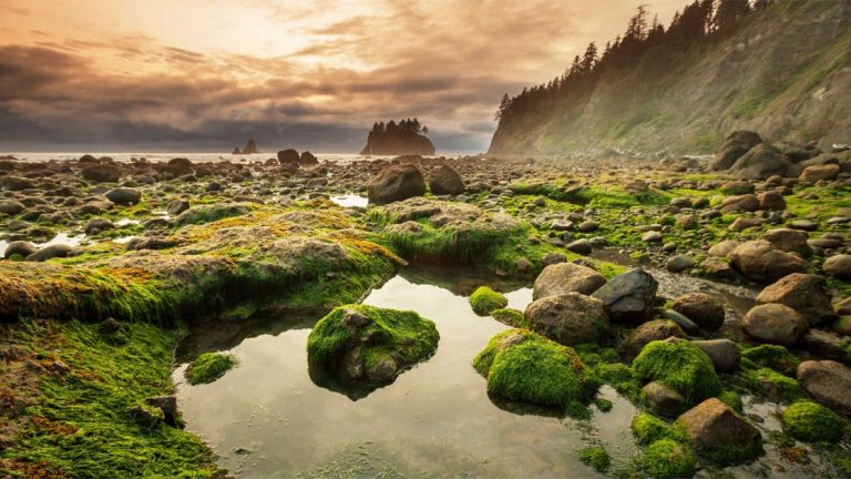 Moss-covered rocks with small tidal pools amongst them, at sunset on the Exploring British Columbia & San Juan Islands cruise.