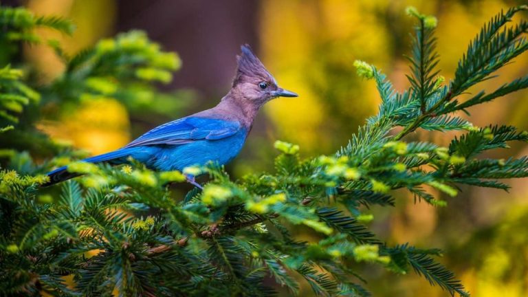 Steller's Jay with black head & bright blue wings sits on the branch of a fir tree during a small ship expedition in the Pacific Northwest.
