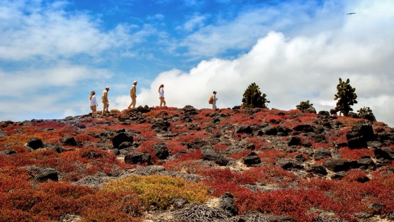 A shore excursion on a blue sky day, 5 travelers traverse the ridgeline of a hillside covered in red plant life in the Galapagos Islands.