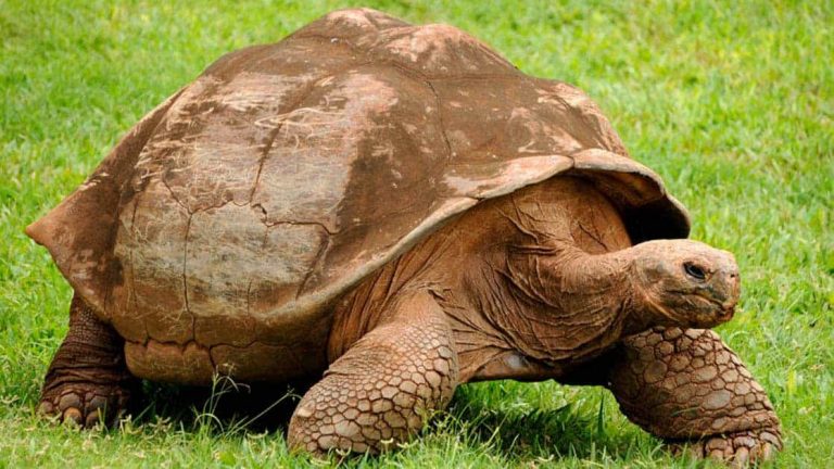 A giant turtle lumbers across green grass at the Galapagos island and sticks his head out to reveal his dark, small eyes