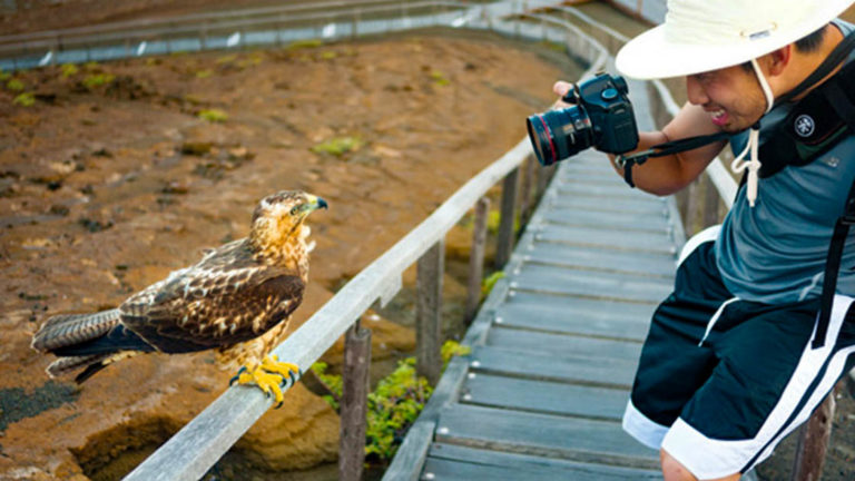 A passenger on Natural Paradise cruises takes a photo of a hawk at the Galapagos Islands