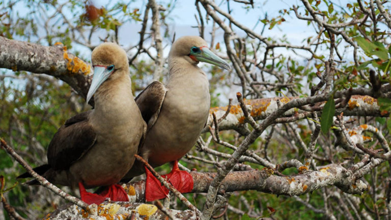 Two red-footed boobies perched on a tree branch in the Galapagos islands.