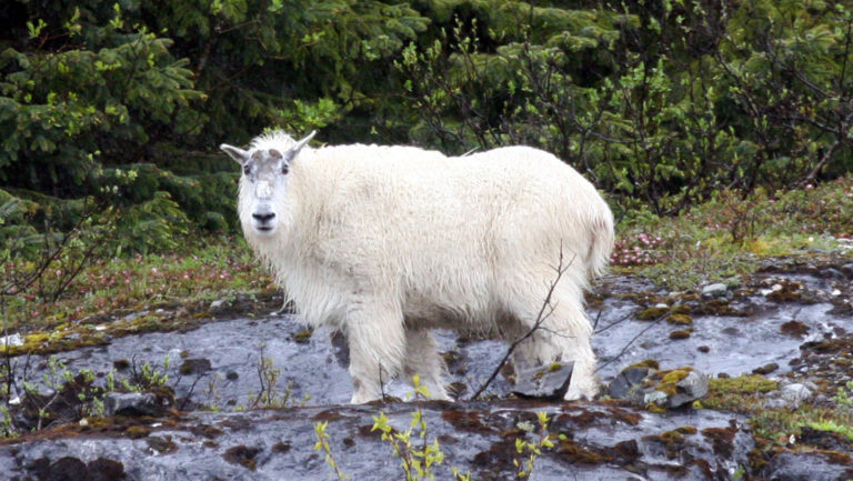 large Mountain goat standing in a shallow river in south east alaska