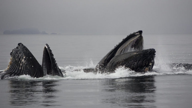 pod of humpback whales bubblenet feed on a calm cloudy day in alaska