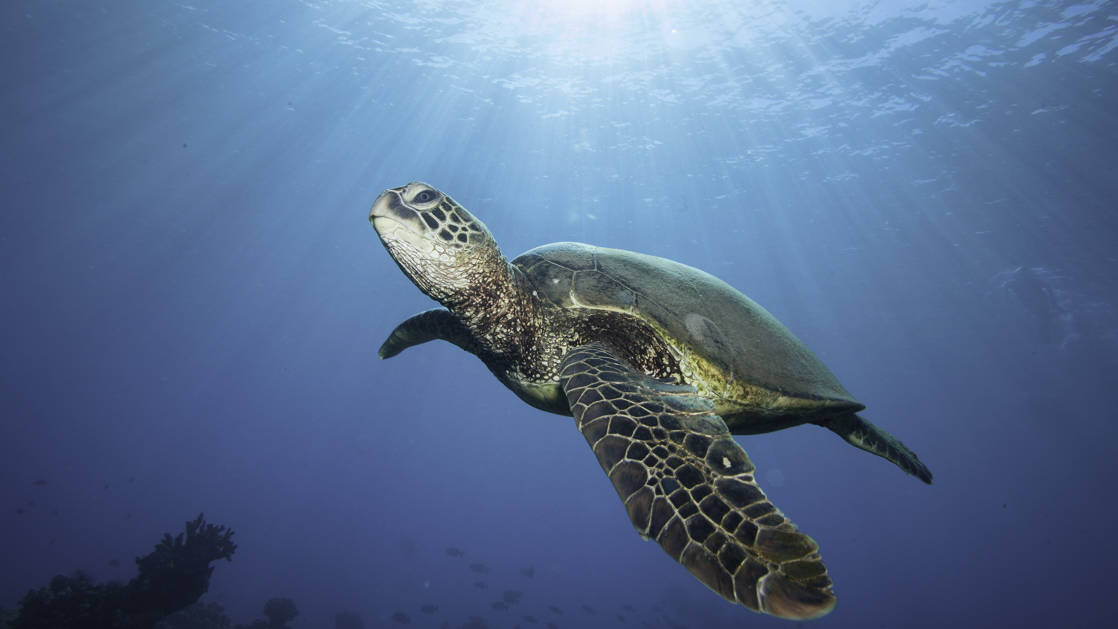 hawaiian green sea turtle swims just below the surface of the water, with the sun's rays shining down on it