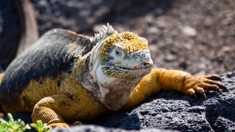 An up close wildlife portrait of the yellow land iguana in the Galapagos Islands