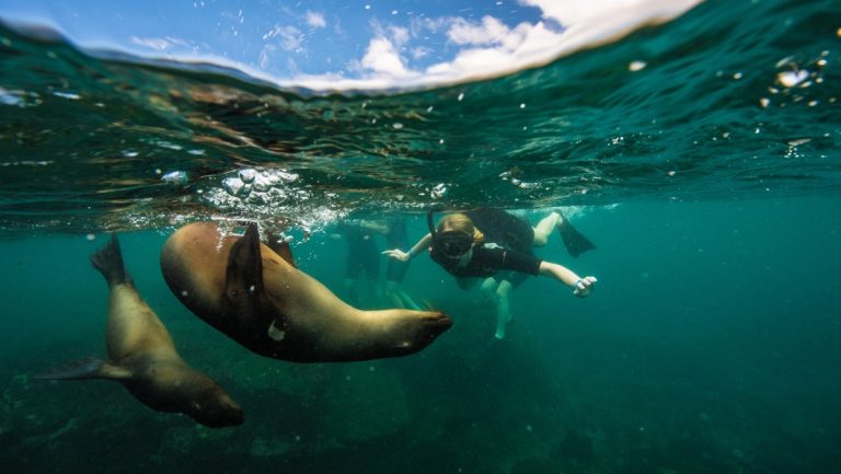 Underwater photo of a snorkeler swimming with two sea lions in the crystal clear teal water of the Galapagos islands.