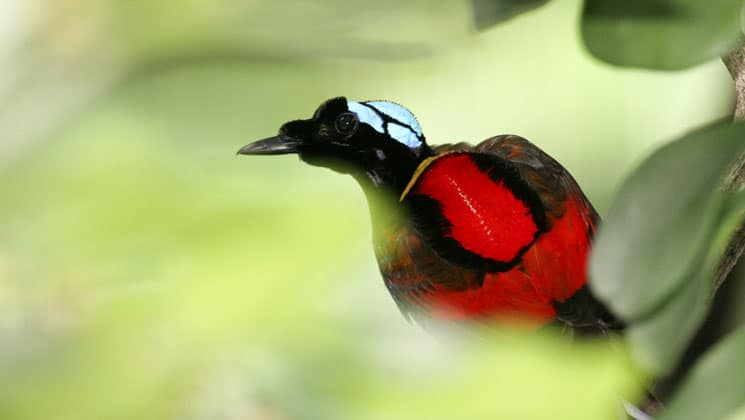 indonesian red bird of paradise with a blue head surrounded by green foliage