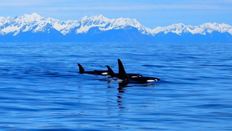 A pod of orca swims through clear blue water with snowcapped peaks in the distance on the Kenai Fjords Backcountry Explorer trip.