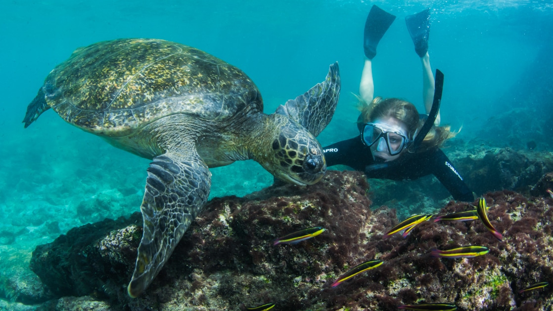 Woman in black wetsuit with snorkel & flippers dives underwater to look at a green sea turtle & bright yellow fish in Galapagos.