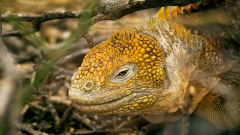 A close up photo of an iguana at the galapagos islands