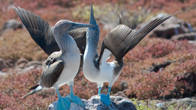 two blue-footed boobies perched on a rock flap their wings to take flight at the galapagos islands