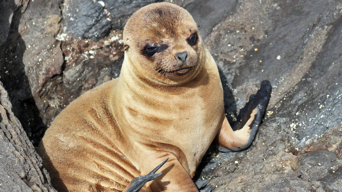 Baby sea lion in the Galapagos Islands.
