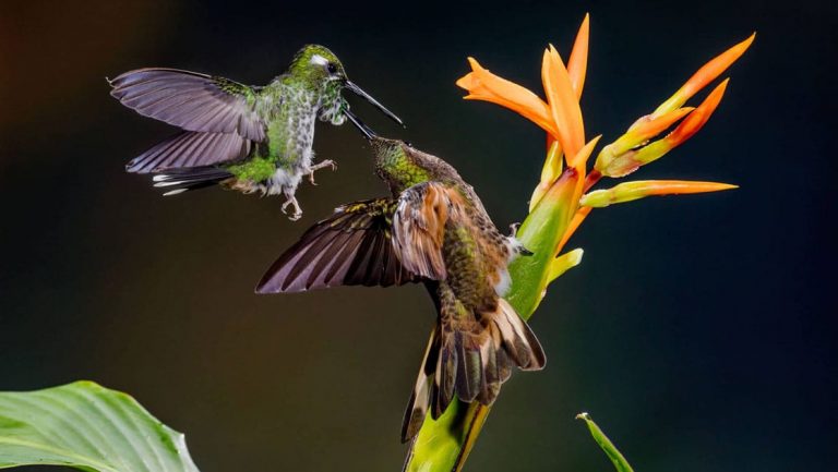 2 green-feathered hummingbirds fight over an orange coronet flower with a bright green stalk & leaves near Mashpi Lodge.