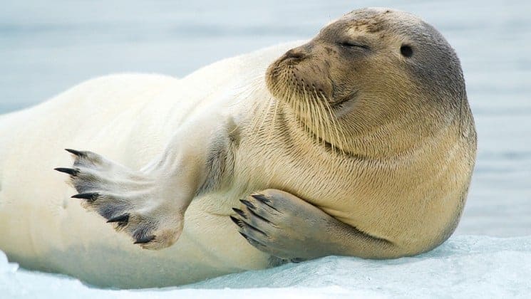 bearded seal seen on national geographic svalbard in spring arctic cruise