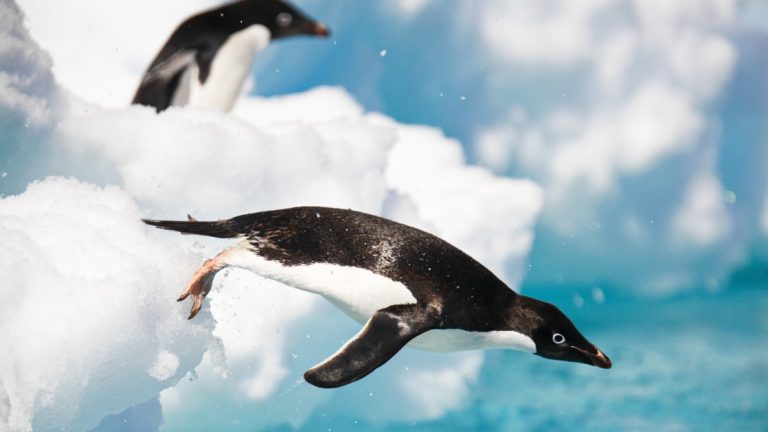 An adult Adelie penguin leaping into the sea to forage in the Danger Island Group in the Weddell Sea, Antarctica.