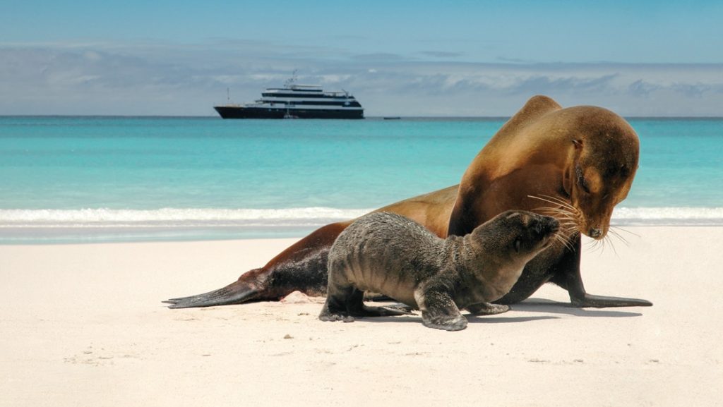 A brown mother seal and her small pup play on a white sand beach, a small expedition ship cruises the teal ocean horizon in the background.