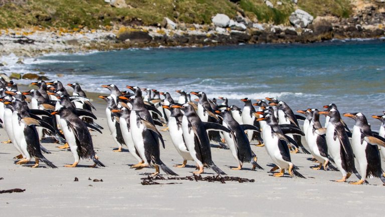 A sunny day in the Falkland Islands a large colony of Gentoo penguins exit the ocean water and run up the beach.