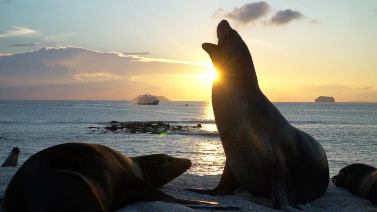 A silhouette of a sea lion howling from a beach as Natural Paradise Galapagos ship cruses along the pastel colored horizon as the sun sets.