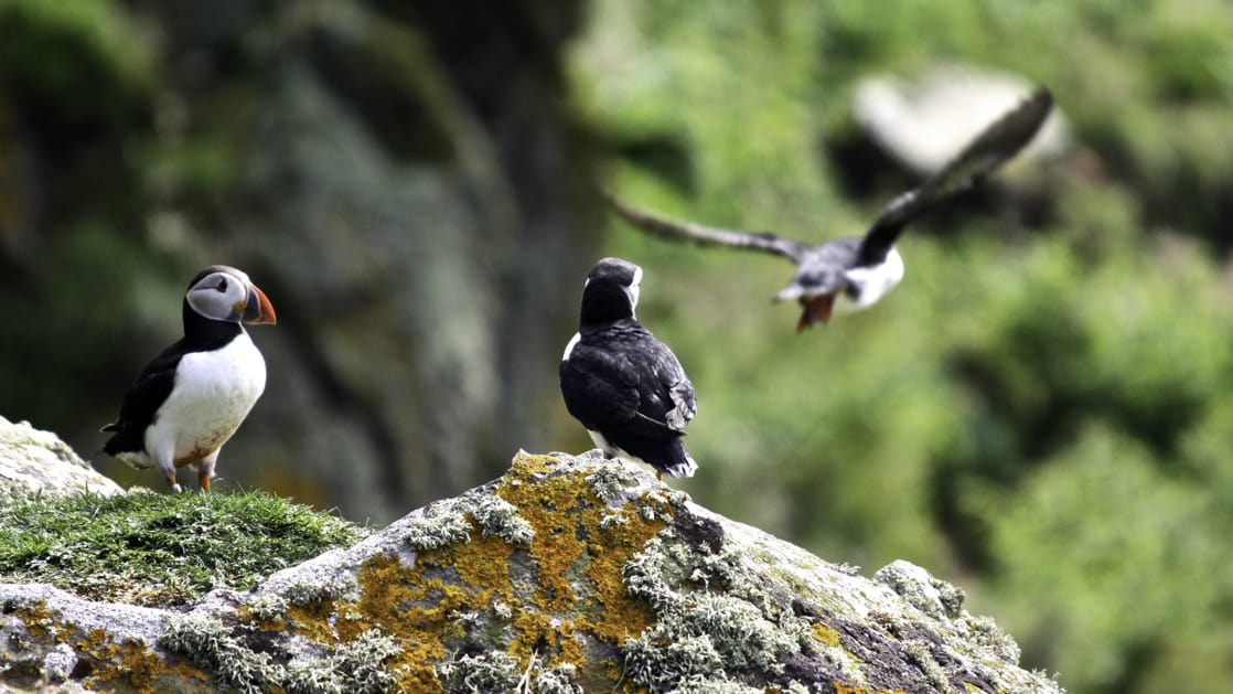 Puffin and two other birds in flight in Scotland