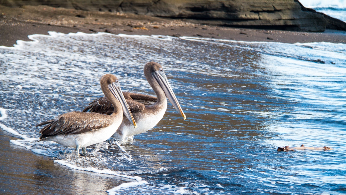 2 brown pelicans stand at the water's edge along a deserted shore, seen on the Ocean Spray Galapagos Cruises.