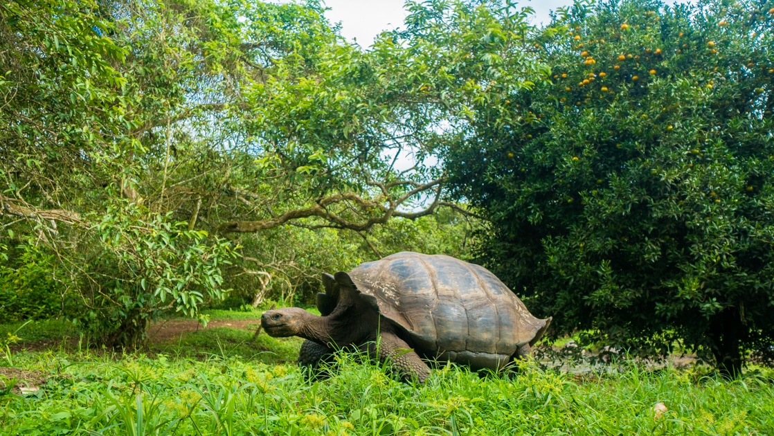 Giant tortoise walks among lush green vegetation on a bright day during an Ocean Spray Galapagos Cruise.
