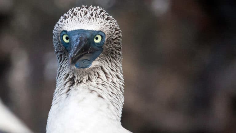 A close up head shot of a bird with white and grey feathers and sharp eyes at the galapagos islands
