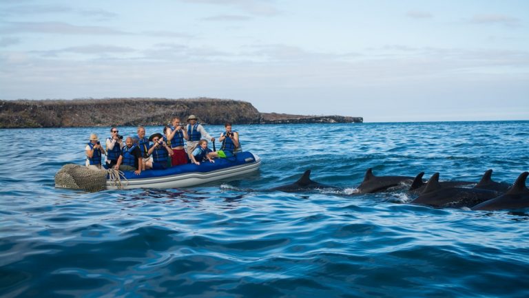 On a blue sky day a group of Galapagos cruise travelers ride an inflatable dingy all taking pictures of a pod of dolphins.