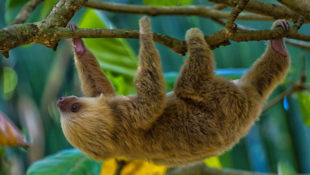 A shaggy, brown sloth hangs and moves along a slim tree branch in the rainforest during the Pacific Costa Rica tour.