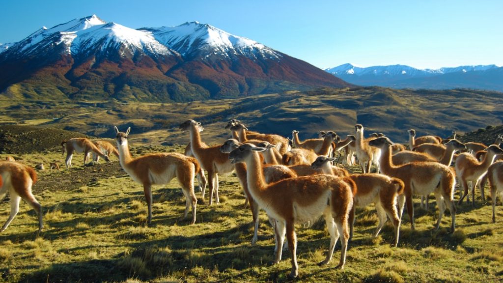 Group of light-brown-&-tan guanacos stands in a bright green grassy field with snowcapped peaks in the background on a sunny day.