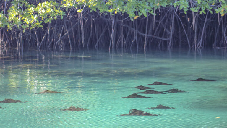 School of manta rays swim in calm turquoise water beside tall mangrove bushes with bright green leaves on a Petrel Galapagos Cruise.