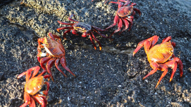 5 Sally Lightfoot crabs in bright red & yellow sit atop light gray rocks, seen on a Petrel Galapagos Cruise.