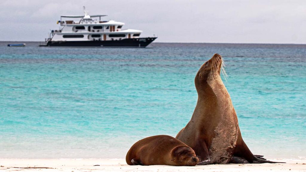 Galapagos sea lion mother & cub sit on a white-sand beach beside turquoise water with the Petrel catamaran sitting in the distance.